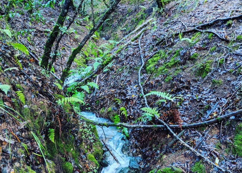 Low Gap Park in Ukiah