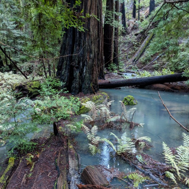 Montgomery Woods State Reserve