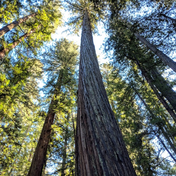 Montgomery Woods State Reserve redwoods